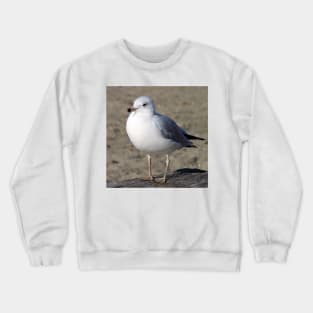 Sea Gull on English Beach, Vancouver, Canada Crewneck Sweatshirt